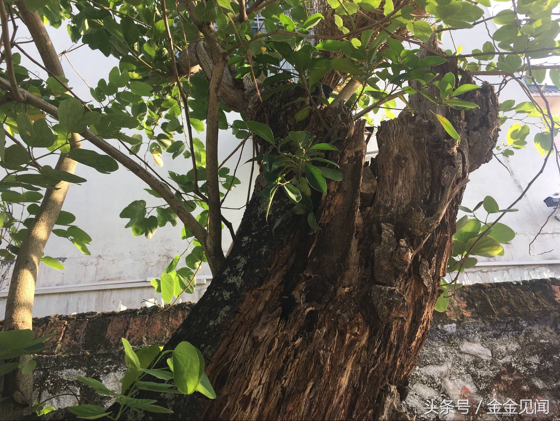 实拍广西钦州:四马路朽木也长得茂盛，见过这么伟大的树吗?