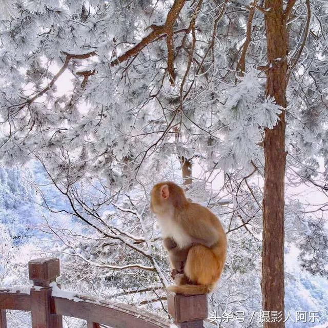 江西下雪了，庐山上的小猴子被美景惊住了