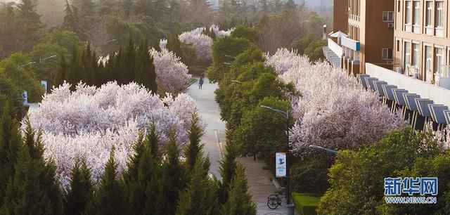 美炸！航拍西安繁花似锦 与春天浪漫邂逅