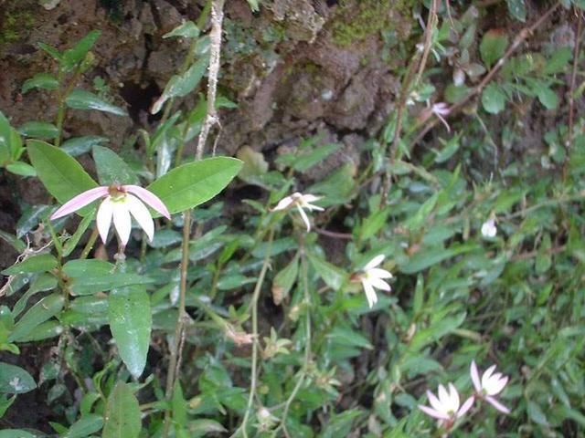 家门口生长的这种野花,你知道它叫什么吗?