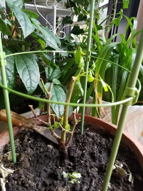 为什么越心急的人,越养不好月季?