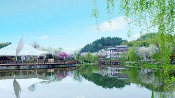 亲们, 想看樱花雨, 就去参加遵义樱花旅游文化节