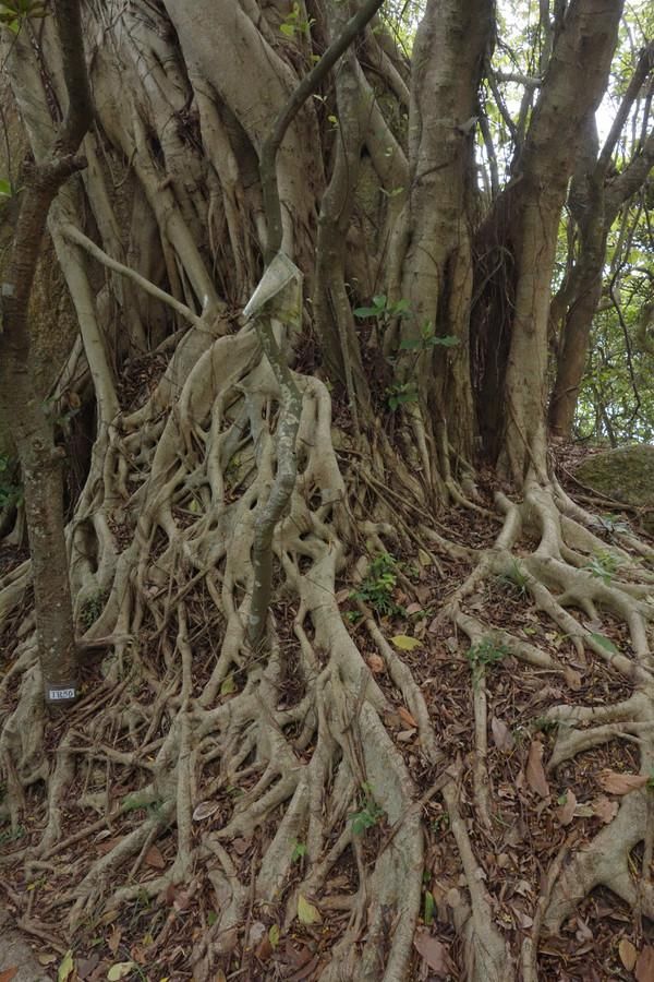 香港人口最稠密的岛屿长洲