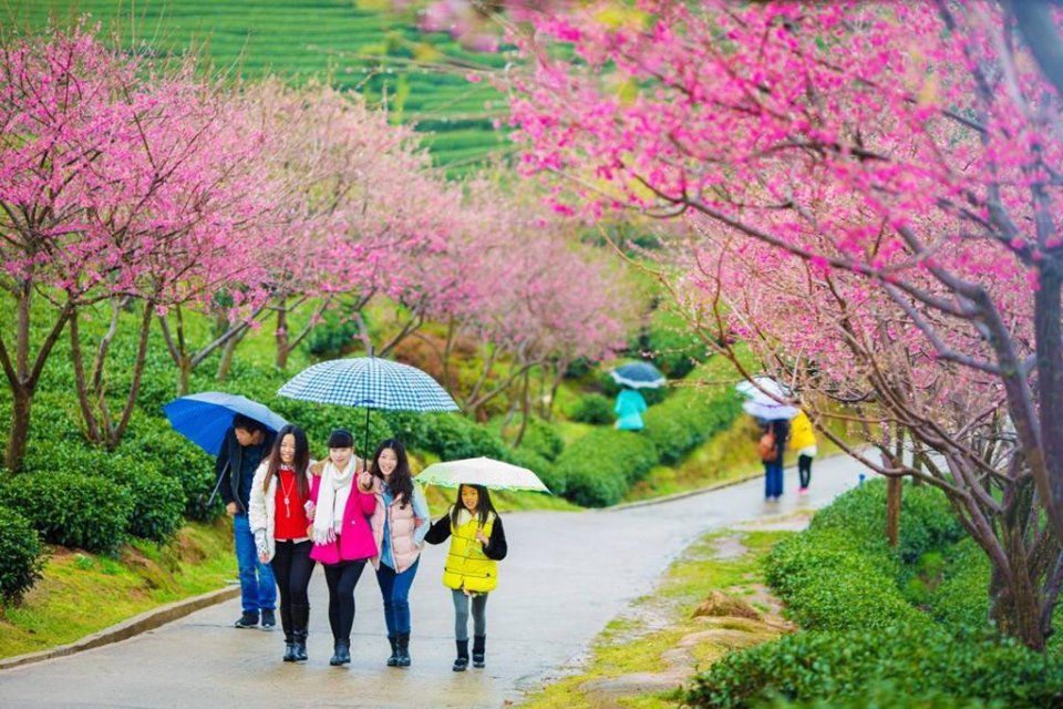 踏春|分分钟秒杀东瀛樱花，看“群樱荟萃”的中国最美赏樱地