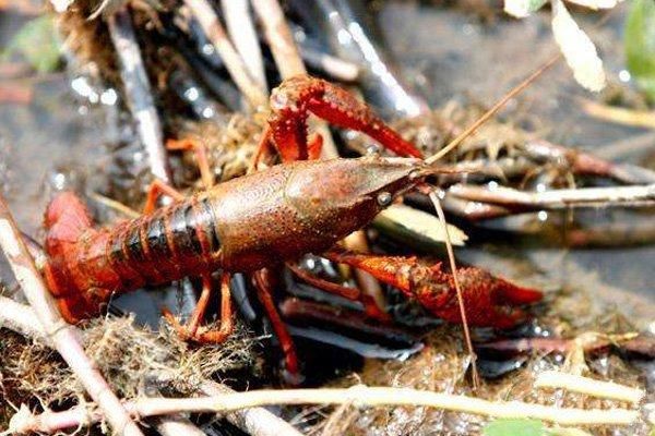 水产养殖“菜鸟”如何养小龙虾？新手养殖需注意以下六点