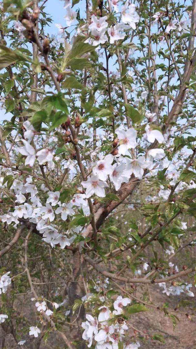 2018厦门首届樱花文化节，惊艳来袭！