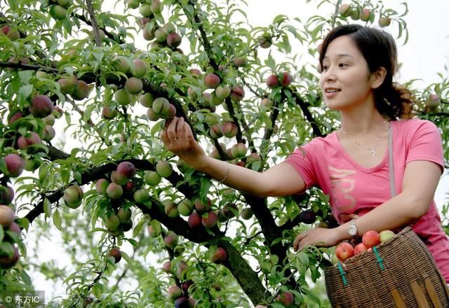 别人家栽的李子树满树果子，不要羡慕嫉妒恨，来看怎样让李树丰产