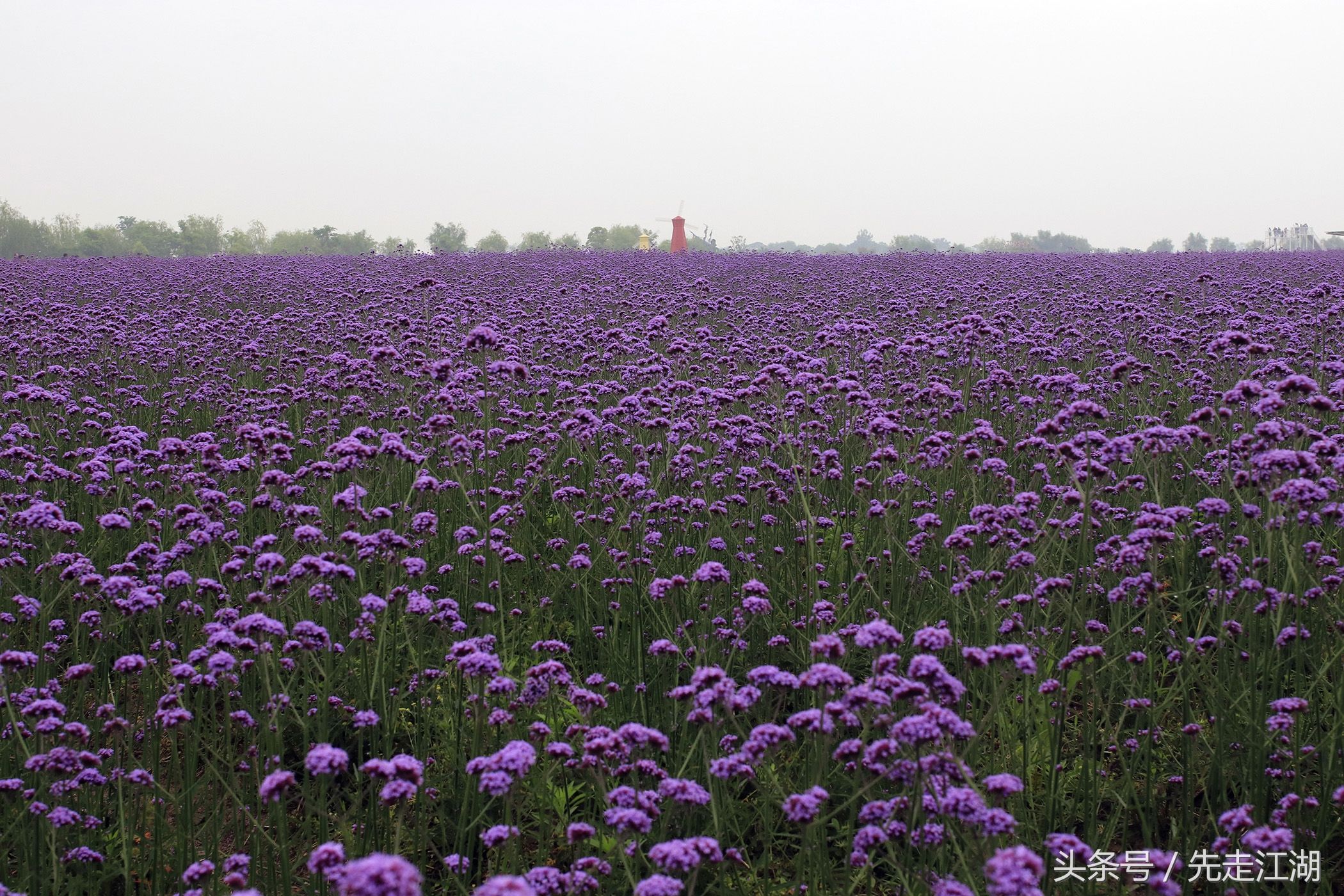 200余亩鲜花汇聚紫色海洋，安徽这个地方不容错过