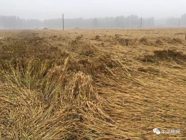 小麦市场告急:产粮大省河南霉变出芽严重!