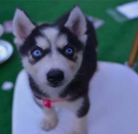 萌宠百万英雄,知道这些你才能好好吸狗撸猫