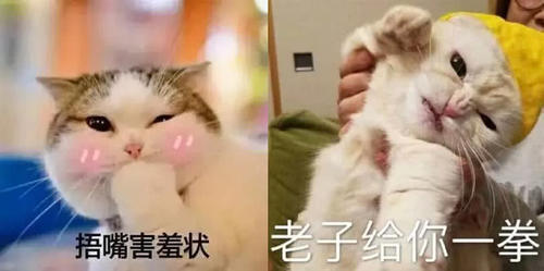 猫咪.互怼.情侣表情:我的圣诞礼物呢?表情包乘凉天台图片