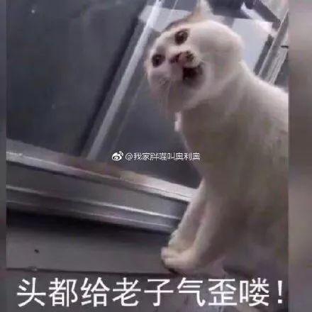 你胖了这么多我咋带出去?你嫌我胖,我嫌你又丑