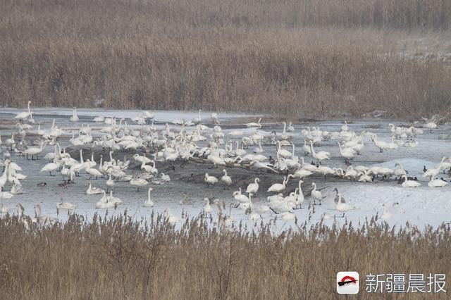 大年初一 600 余只天鹅在玛纳斯湿地公园吃团圆饭