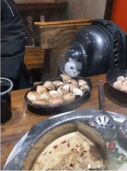 带绝育猫咪吃火锅,猫咪却光看不能吃,它的眼神