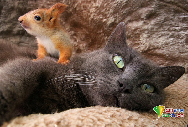 母猫收养四只孤儿松鼠 抱在怀里不离不弃