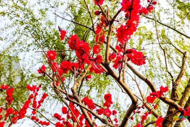 春满中国 醉西安｜春游好去处：在临潼度假区芷阳广场听见花开的