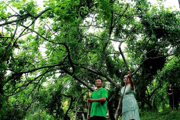 荔浦脱贫村三年不分红山华李种植面积翻十倍