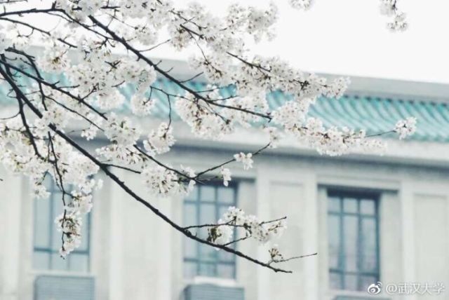 不负春光好时节，全国10大最美赏花地拿走不谢~~