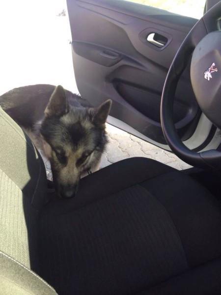 神州租车异地还车费