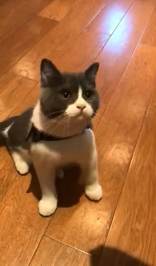 猫咪被电视声音吸引,一本正经随节奏表演,小模