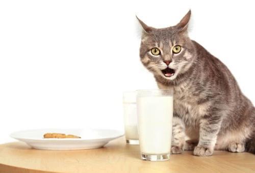 猫咪喝牛奶没事,有的猫咪却有种种不良反应甚