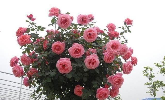 可以用什么树嫁接月季 t0124329fb42b82bd24.jpg