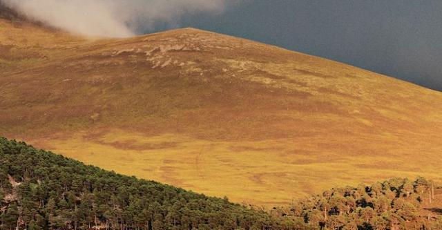 痛心!丹麦首富4个孩子3个丧生斯里兰卡恐袭.身