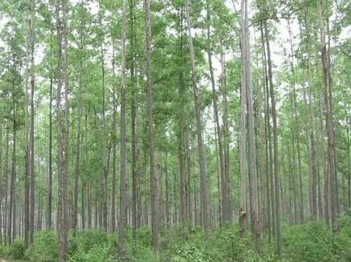 世界上长的最快最高的树,每年吸水30吨,中国引