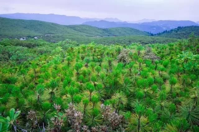 四川最美的城市，这里有峡谷、林海、古村、花海...