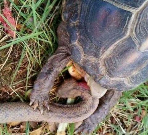 小蛇蛇路边碰到了一顿美味的美食,没想到美食