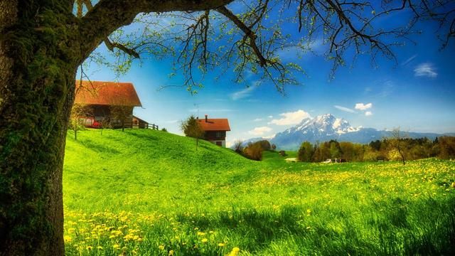 榆树人口_榆树盆景(3)