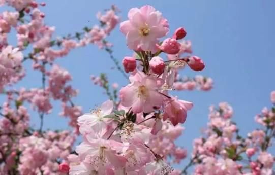 清明踏青赏花何处去？这份赏花地图请收好！