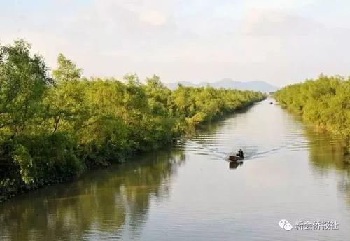 江门的这种鱼，被誉为“鱼类中的天才”！盛夏吃它正当时~丨寻味