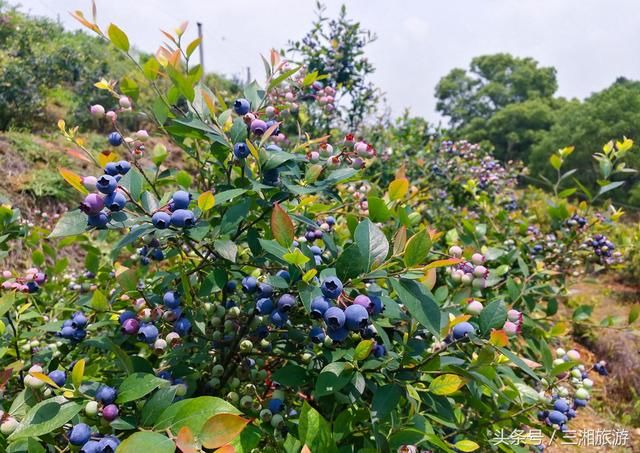 长沙南部有个蓝莓基地，果大微酸带甜味，初夏已进入盛果采摘期