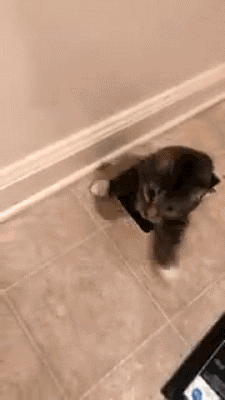 猫咪听说这家没养宠,主动钻下水道送猫上门