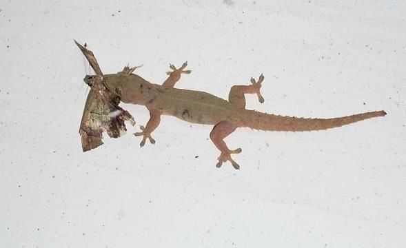 为什么农村老人说,看到墙上的壁虎不要打,什么原因你知道吗?