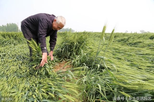 风雨后，这里的小麦出现了倒伏，你家小麦还好吗？