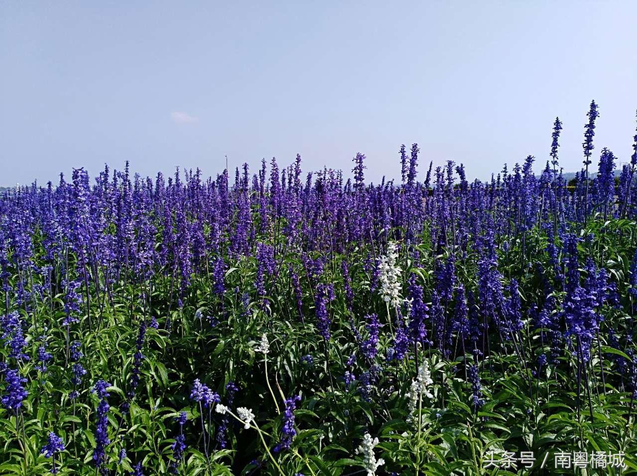 新消息，湛江五月份好去去处湛江海滨公园