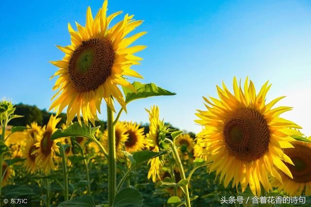 双色球:今天推荐的7+3一定会有奇迹发生,这是