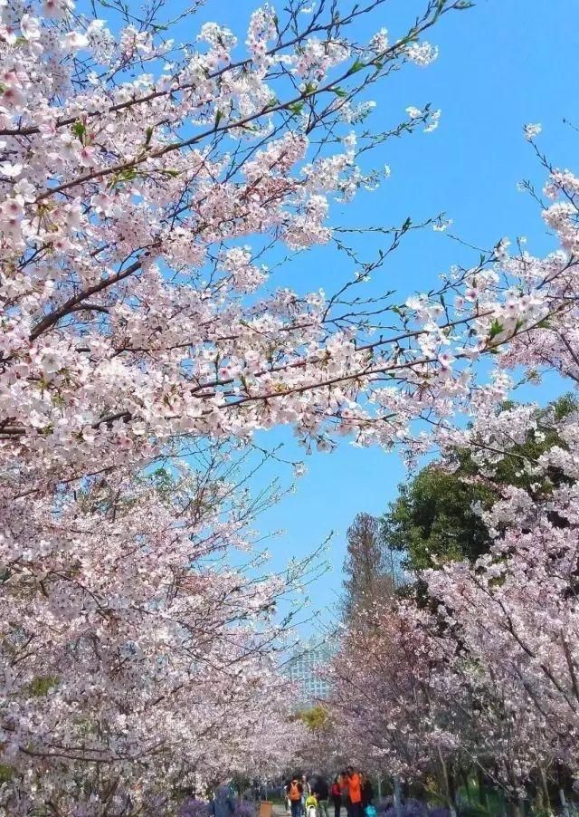 阳春三月，看樱花不必舍近求远，江浙沪就有一大把赏樱好去处！