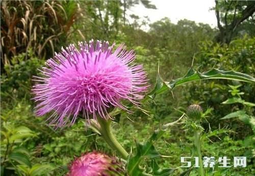 这野菜能治痔疮便血,农民见了却将它铲掉,浪费