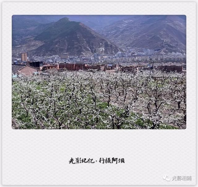 亲，你见过脆李花吗？