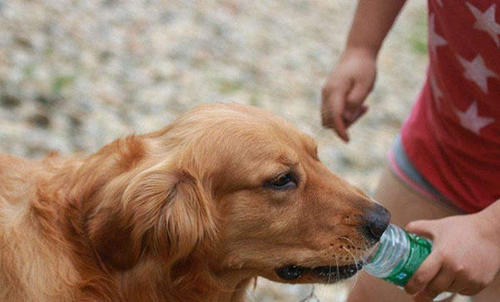 狗长期不爱喝水可能会得尿结石?狗狗不爱喝水