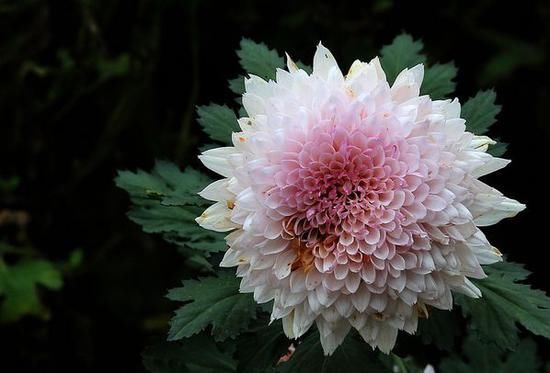 必看！重庆赏花时间表出炉 够你惊艳一整年