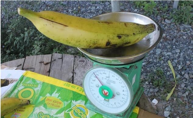 水果界吉米斯记录,香蕉一公斤重一个,豆角长达