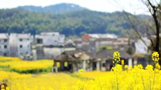 春光灿烂，这些地方的油菜花开成了海