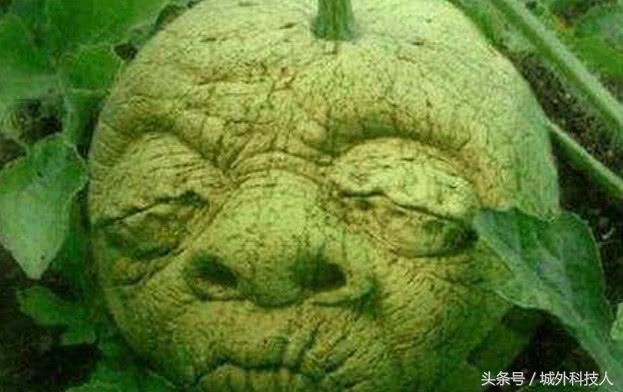 世界最奇怪的水果，图1我忍了，后边的无法忍受！