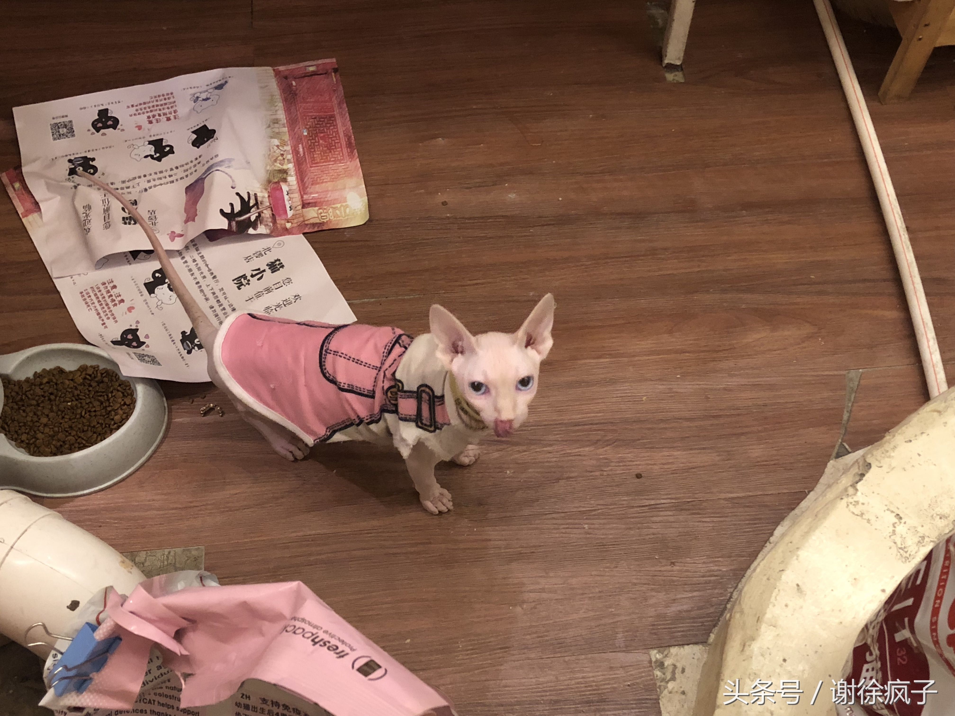 北京北锣鼓巷网红餐厅,竟然靠猫带火了生意,你