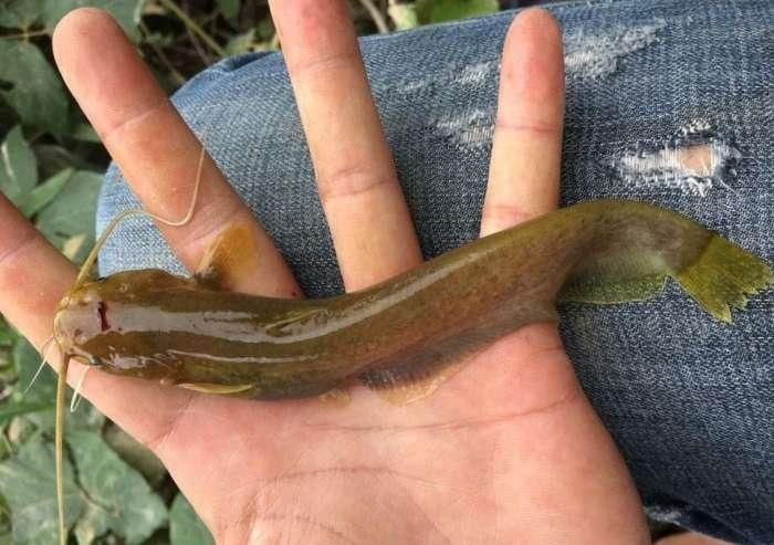 农村里的深山小溪, 钓石鲶鱼都不用打窝的!