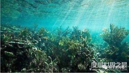 探索海底一万米有多恐怖, 拥有数不尽的怪异生物